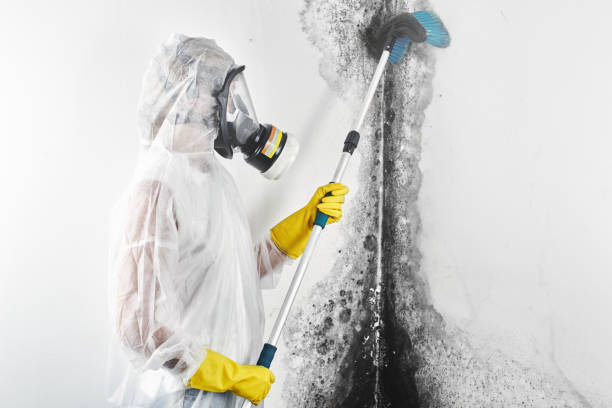 Best Real Estate Mold Inspection  in Harrodsburg, KY